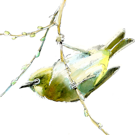 Японская белоглазка