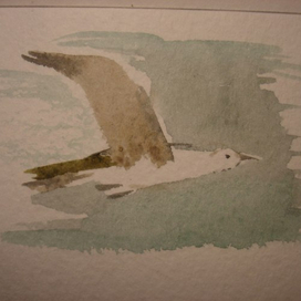 Полёт чайки