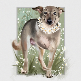 Иллюстрация с собакой для приюта