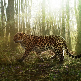 Леопард № М36. Весенний лес в ожидании свидания.