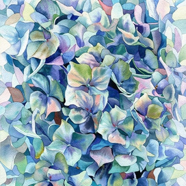 Морская гортензия