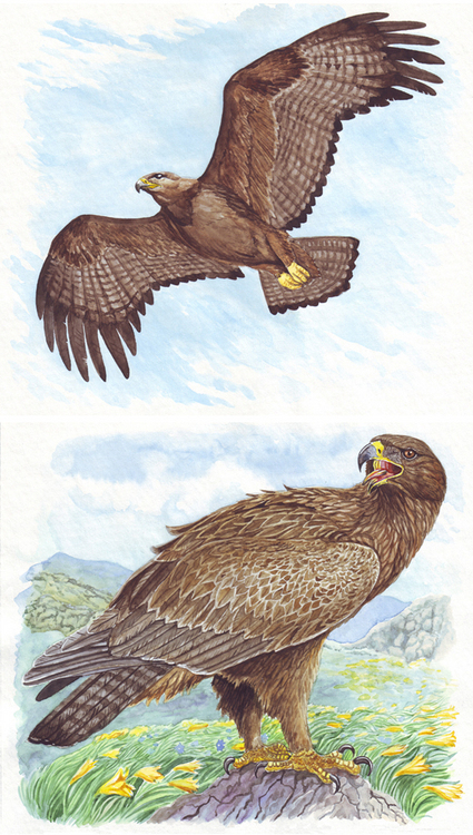 Каким он был - таким остался, но без казака лихого.