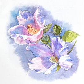 «Мальва мускусная»