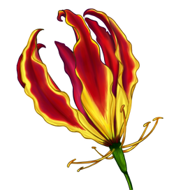 Глориоза Ротшильда