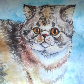 "голубой" из серии "Радужные коты"