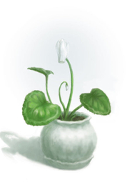 Белый цветок