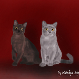 Кошачья пара 