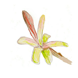 Почка клёна