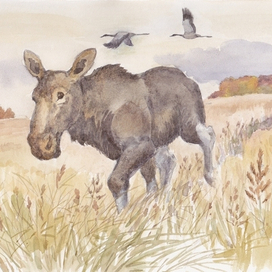 молодой лось