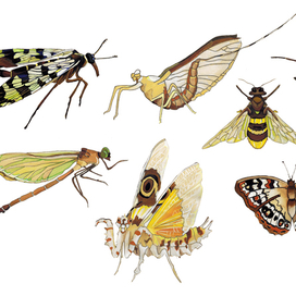 Насекомые жучки-паучки