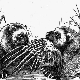 Возвращение росомахи. Илл.16
