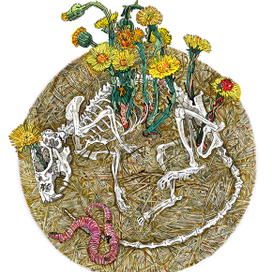 мать-и-мачеха