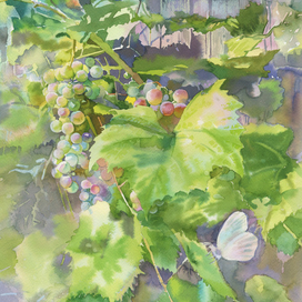 Спеет виноград