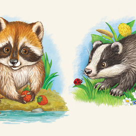 Енот, барсук