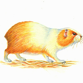 Морская свинка