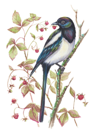 Иллюстрации "Ягоды и птицы"