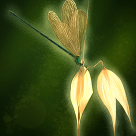 Dragonfly