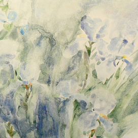 Ирисы в саду