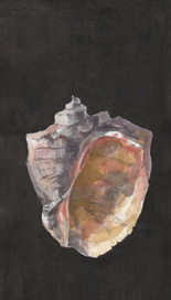 Рапан, Тамань