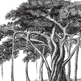 Иллюстрации к книге Петра Щекалёва