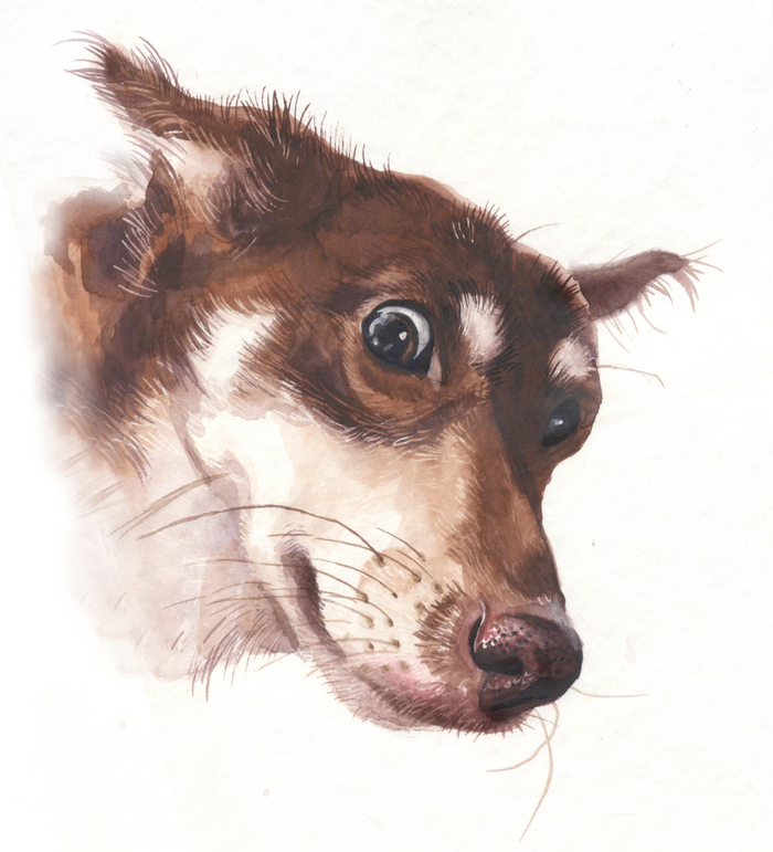 портрет собачки