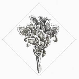 Канна. Графика. Линеры. Inktober.