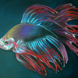 петух в боевом наряде