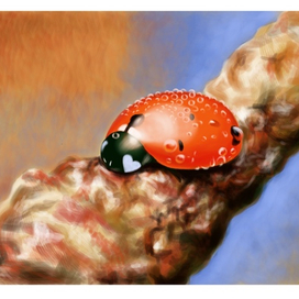 божья коровка