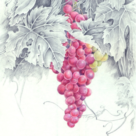 Гроздь винограда