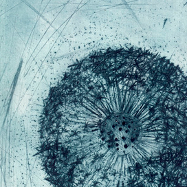 Темный одуванчик