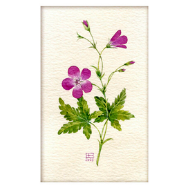 Герань полевая