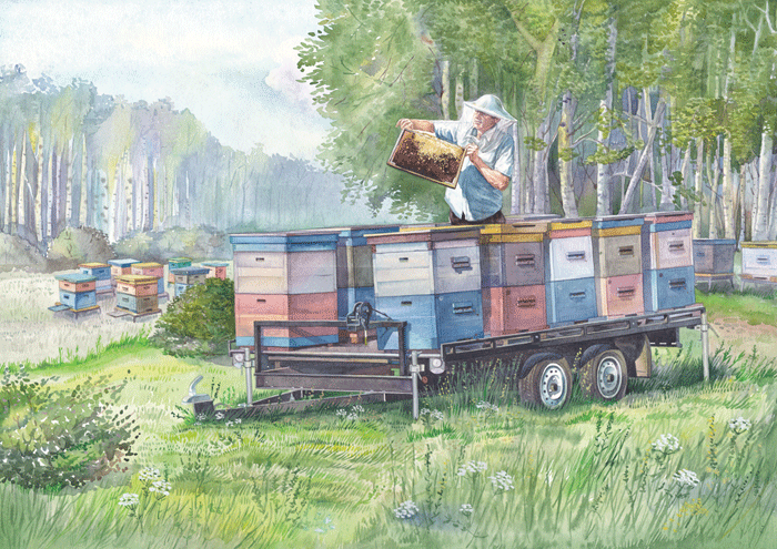  Июль. Пасека