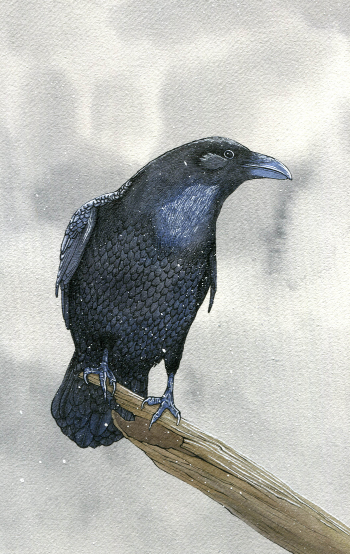 Птица зимой.