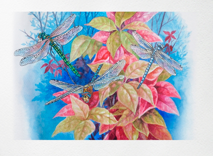 Осенние стрекозки