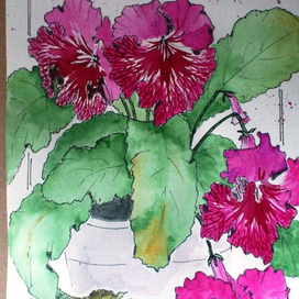 Стрептокарпус