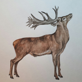 Олень благородный