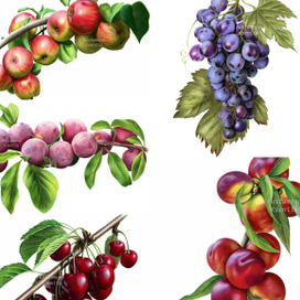 Фрукты, ягоды