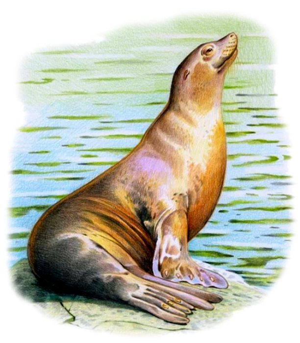 Морской лев