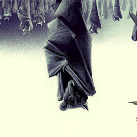 Кольцо Белого Волка. Разворот4