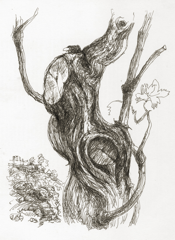 Очень старый виноградный куст