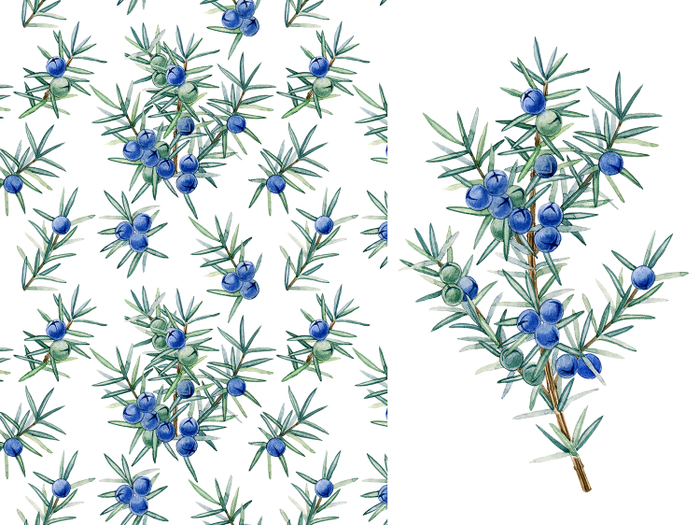 Можжевельник