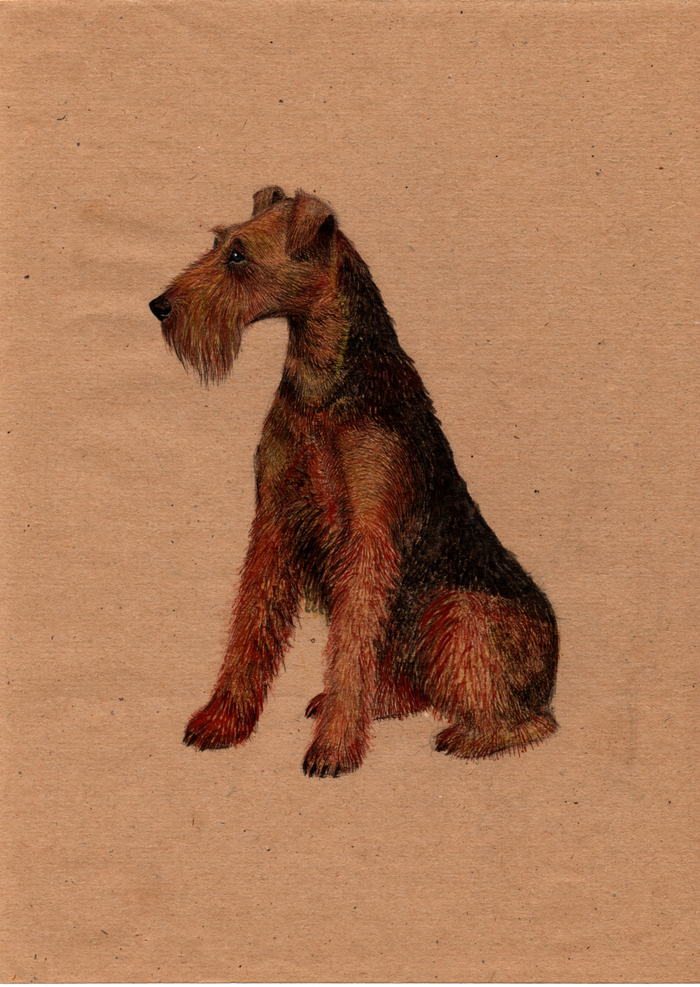 Портрет вельш-терьера