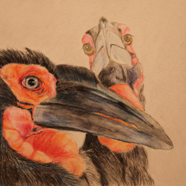 кафрский ворон