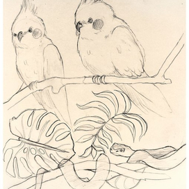 попуги и змей