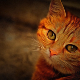 Рыжий кот спит( рисунок по фото)