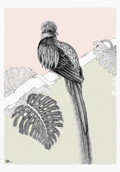 Pharomachrus_mocinno