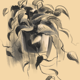 Комнатное растение