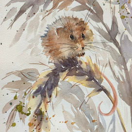 Мышка полёвка