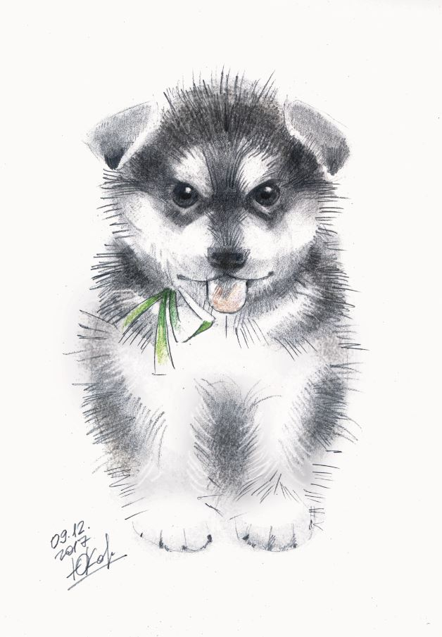 Щенок маламута. Капелла.