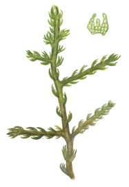 Курция малоцветковая